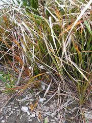 Libertia peregrinans