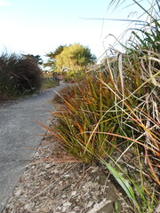 Libertia peregrinans