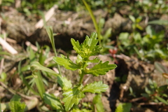 Rorippa cantoniensis