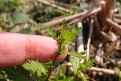 Rorippa cantoniensis