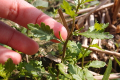 Rorippa cantoniensis