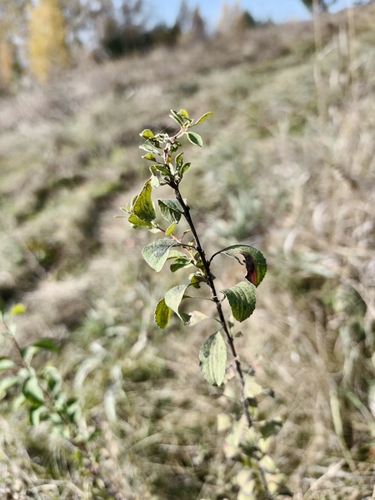 Scalloped spirea (Spiraea crenata)