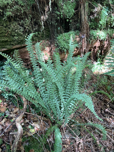 Asplenium macraei, 2025-10-07