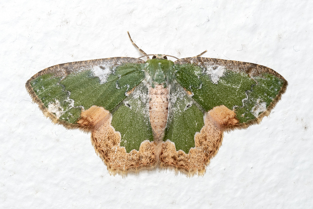 Eucyclodes albisparsa