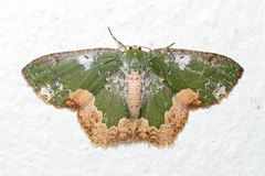 Eucyclodes albisparsa