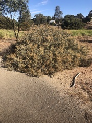 Atriplex rhagodioides