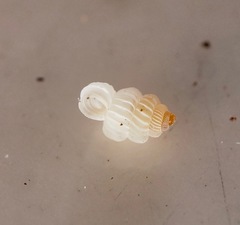 Palmatina quintali