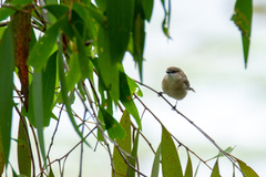 Gerygone magnirostris
