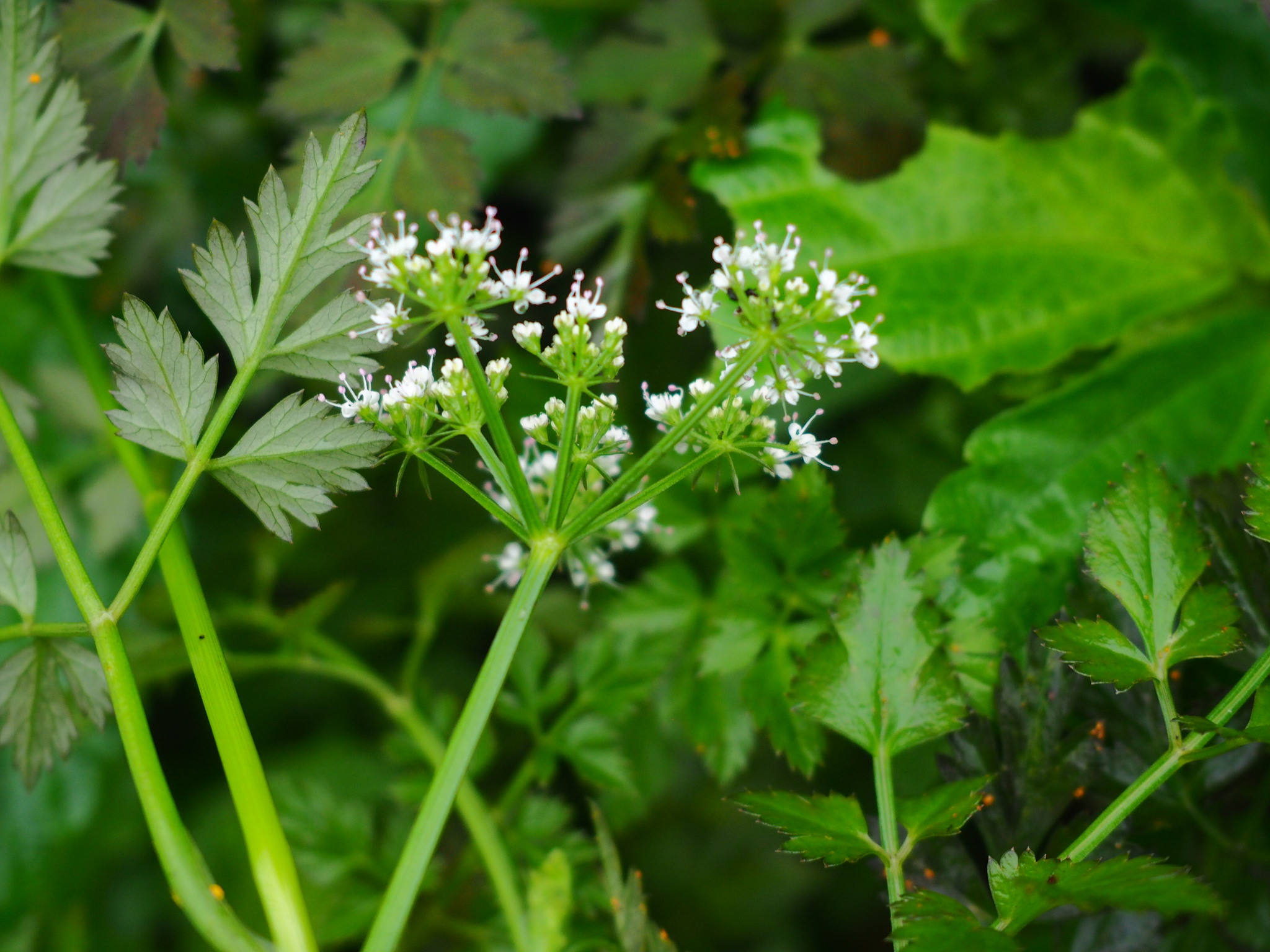 Oenanthe javanica — ảnh 2