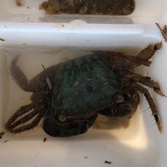 Metopograpsus frontalis