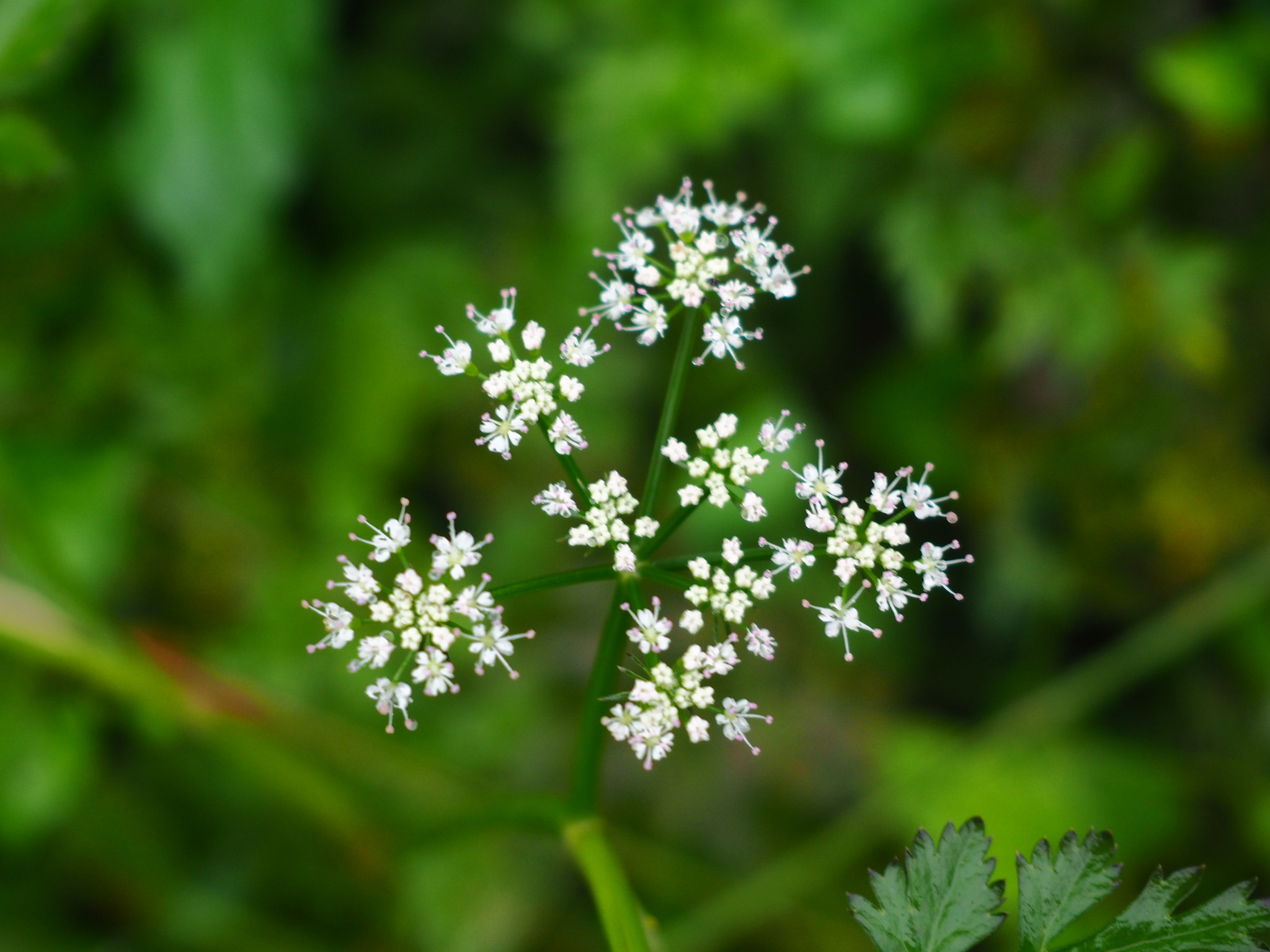 Oenanthe javanica (Oenanthe javanica)