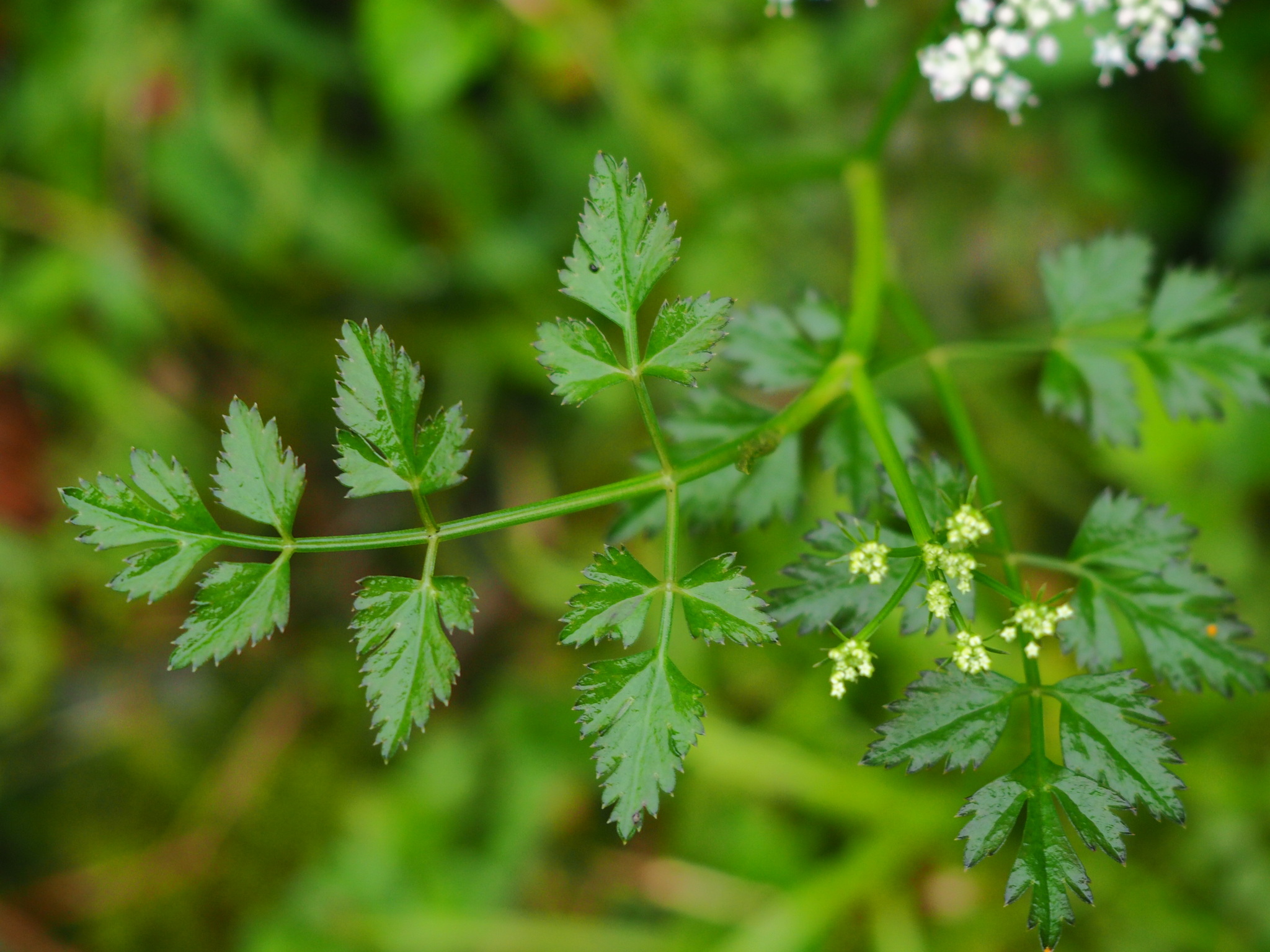 Oenanthe javanica — ảnh 3