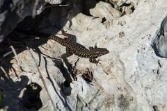 Podarcis muralis maculiventris