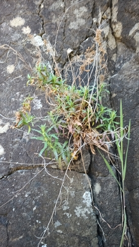 Aboriginal willowherb (Epilobium billardiereanum)