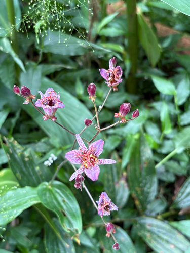 Tricyrtis formosana