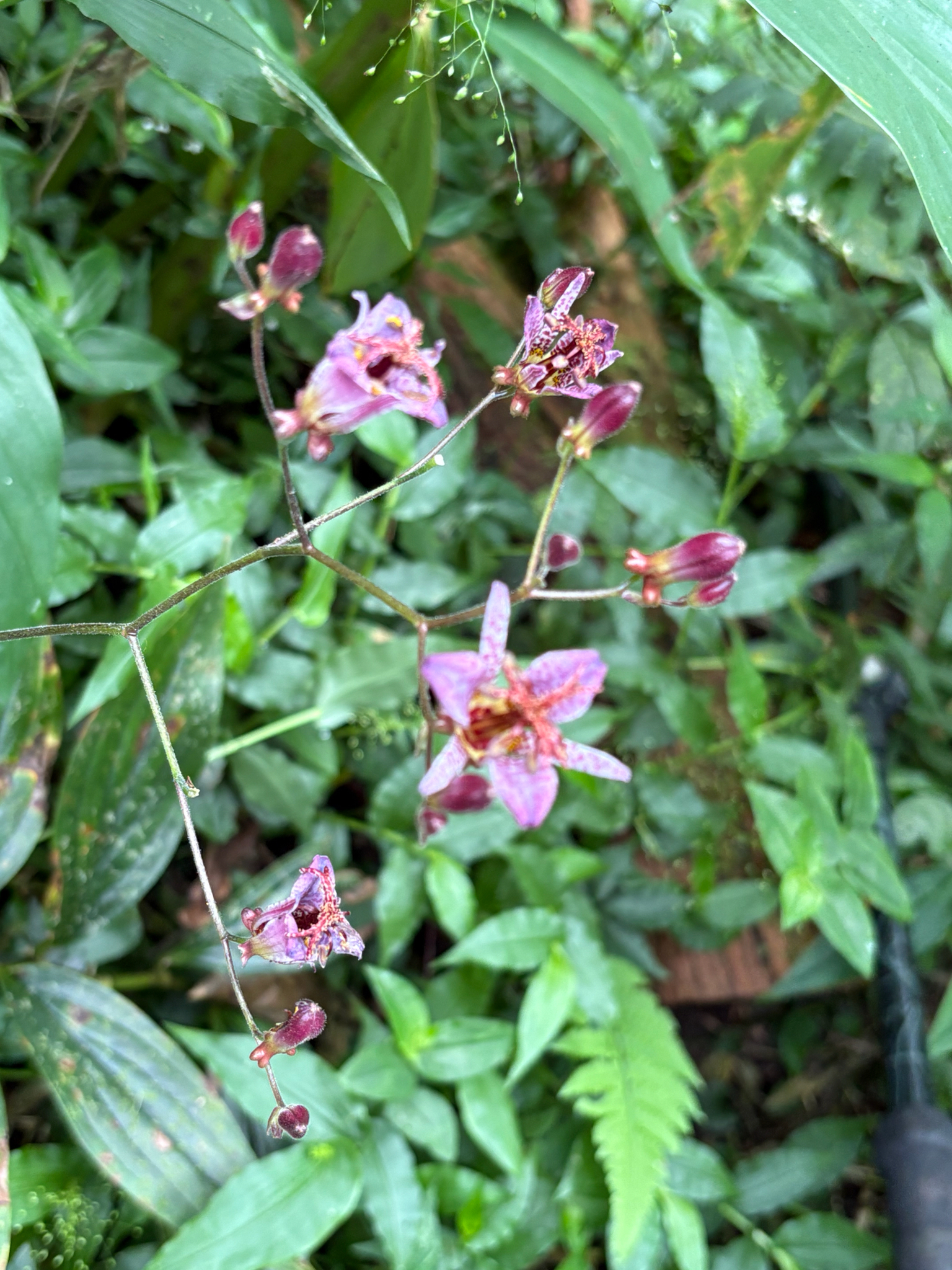 Tricyrtis formosana