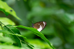 Euploea darchia niveata