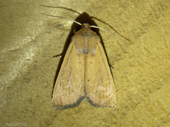 Ichneutica blenheimensis