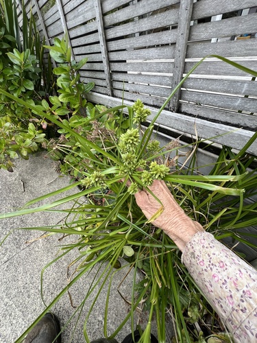 Pale Galingale seedling
