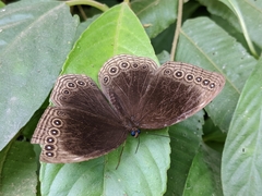 Ethope himachala