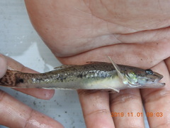 Glossogobius