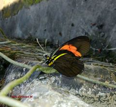 Pereute charops charops