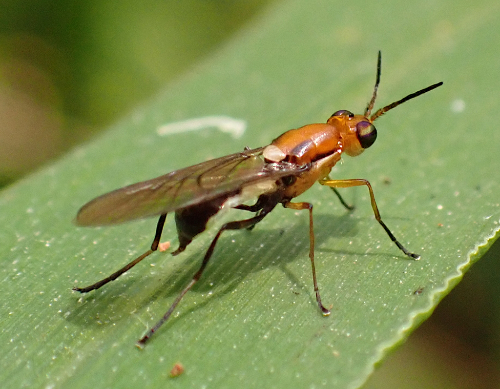 Lagenosoma danielsorum