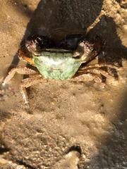Metopograpsus frontalis