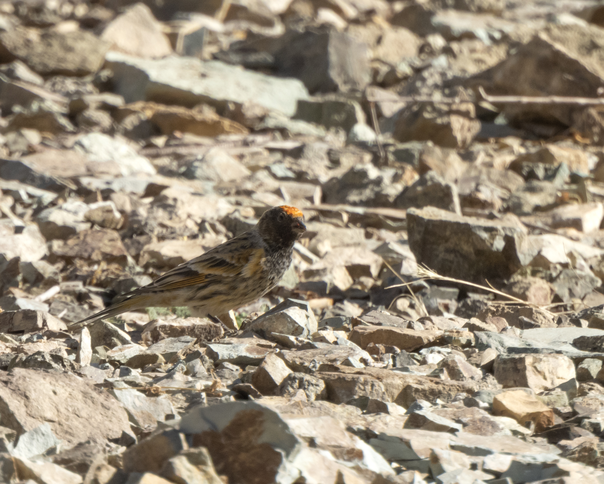 Red-fronted Serin