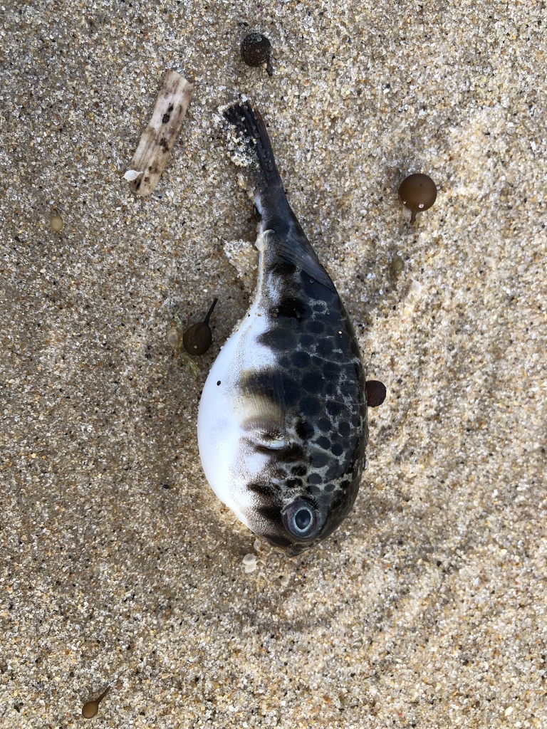 Barred toadfish (Contusus richei) — Tetraodontidae