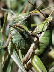 Sphenarium