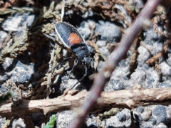 Stenomacra marginella