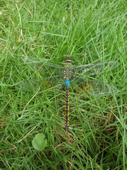 Anax indicus