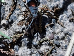 Stenomacra marginella