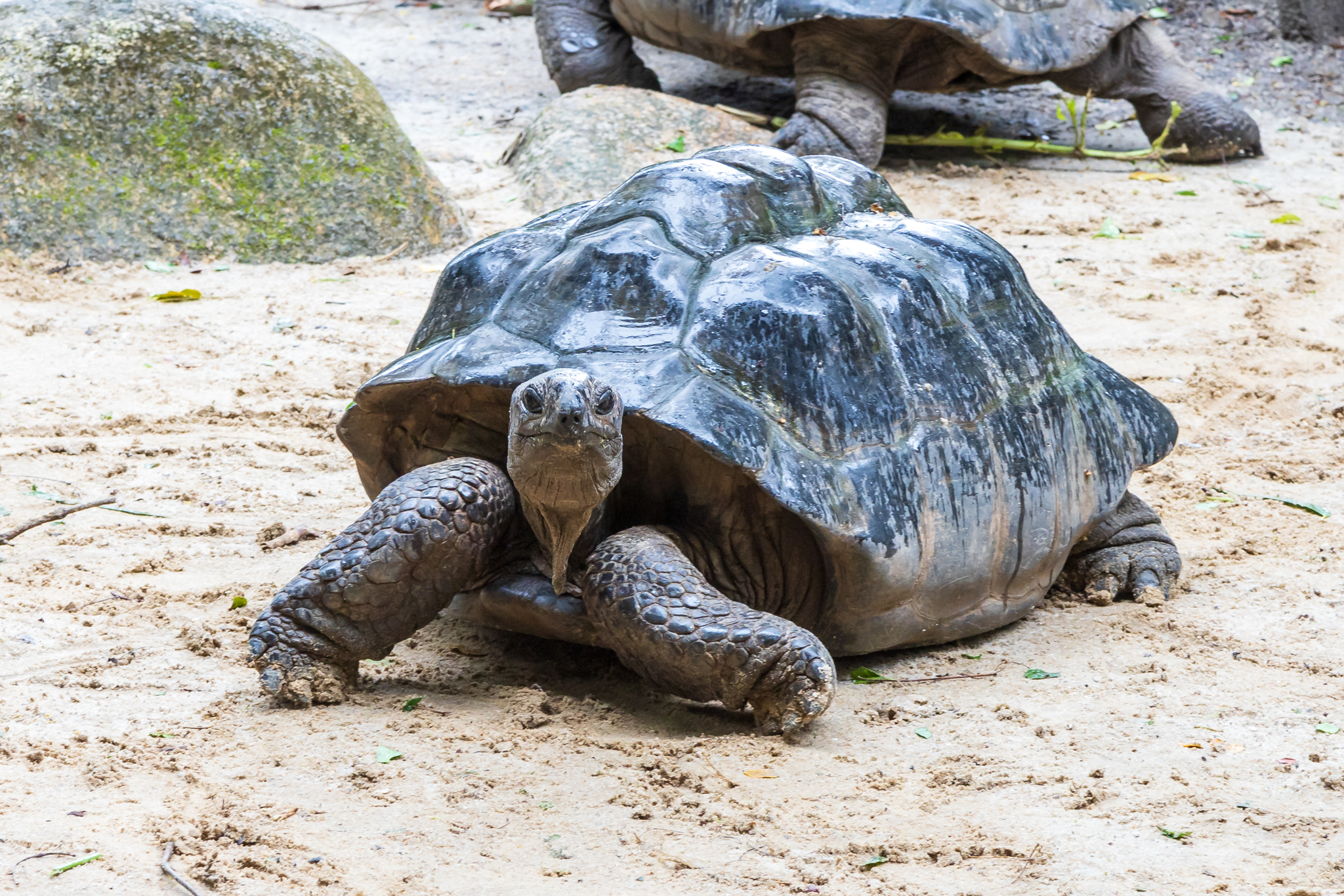Tartaruga-gigante-de-aldabra (Aldabrachelys gigantea) · BioDiversity4All