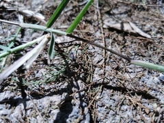 Stenomacra marginella