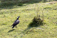 Corvus crassirostris