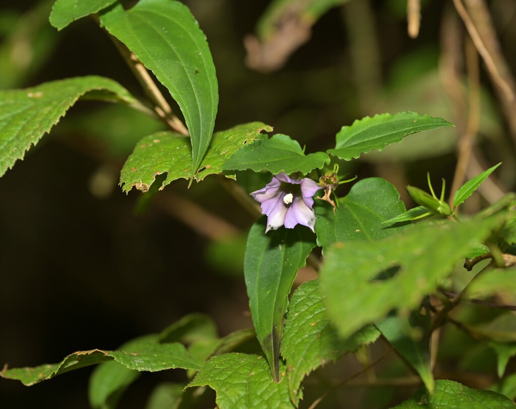Tripterospermum cordatum (Tripterospermum cordatum)
