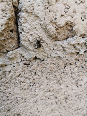 Araneae