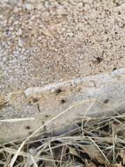 Araneae