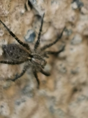 Araneae