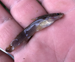 Noturus leptacanthus