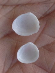 Abra aequalis