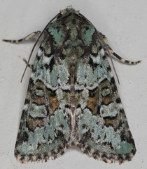 Lacinipolia strigicollis