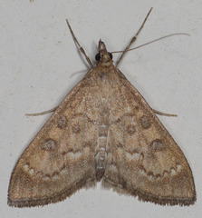 Mecyna mustelinalis