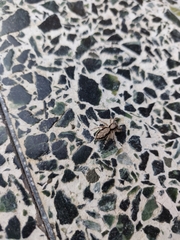 Menemerus bivittatus