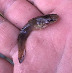 Noturus leptacanthus