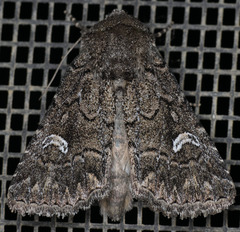 Properigea niveirena