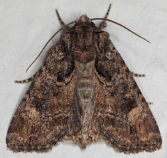 Aseptis binotata