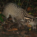 Large Asian Civets - Photo (c) bluefuton, some rights reserved (CC BY-NC-ND)
